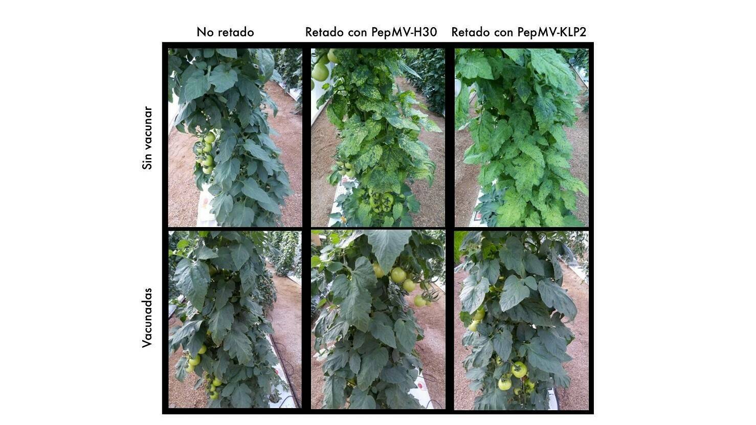 abiopep-vacunas-vegetales|abioep|yolanda- Hernando-Saiz-abiopep